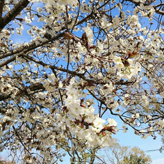 桜/春のフォト投稿キャンペーン/おでかけ/風景/春の一枚 桜の写真の少しアップ🌸
桜って花びらの形…(1枚目)