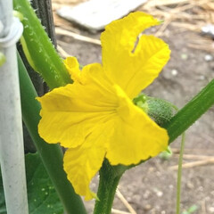 家庭菜園/キュウリ キュウリの花♪
苗を植えて初めの黄色の花…(1枚目)