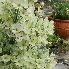 ガーデニング 今朝の庭の花♪

今日は朝から雨降り
で…(2枚目)