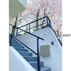階段アプローチ/階段/外観/さくら/桜を眺める家/ファサード/... &quot;*弊社デザイン施工例*&quot;

満開の桜を…(2枚目)