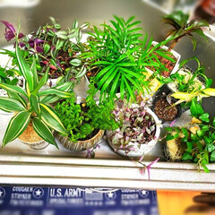 落ち着く空間/快適空間/観葉植物大好き/観葉植物インテリア/リビングインテリア/リビング/... 小さな植物🪴達

シンクで水浴び💧😊

…(1枚目)