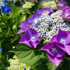 花/紫陽花/綺麗/はな/花が好き 紫陽花の綺麗な季節

(1枚目)