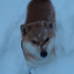 散歩/朝/犬/雪 おはようございます。

今日の朝のコマの…(3枚目)
