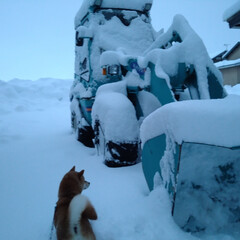 散歩/朝/犬/雪 おはようございます。

今日の朝のコマの…(5枚目)