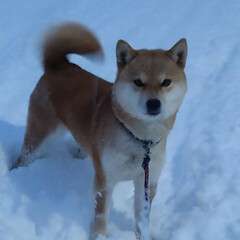 散歩/朝/犬/雪 おはようございます。

今日の朝のコマの…(1枚目)