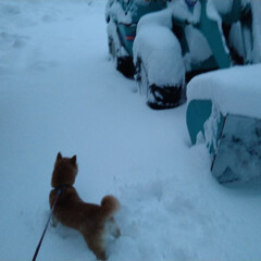 散歩/朝/犬/雪 おはようございます。

今日の朝のコマの…(4枚目)
