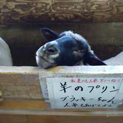 犬/ポニー/羊/牛/チーズケーキ/牧場 秋田の情報誌を見ていたら行きたくなって、…(5枚目)