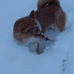 散歩/朝/犬/雪 おはようございます。

今日の朝のコマの…(2枚目)