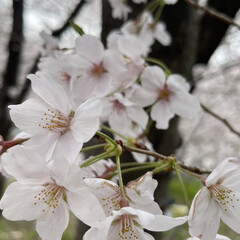 桜お花見/桜 🌸🌸桜満開🌸🌸
桜ロード歩いて来ました。…(3枚目)