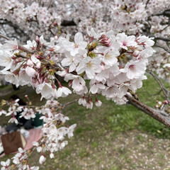 桜お花見/桜 🌸🌸桜満開🌸🌸
桜ロード歩いて来ました。…(2枚目)