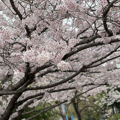 桜お花見/桜 🌸🌸桜満開🌸🌸
桜ロード歩いて来ました。…(1枚目)