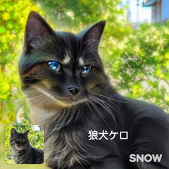 猫友さんバンザイ/親ばかあつまれ/AIで加工したケロちゃん 昨年3月に投稿したAIアプリでケロを加工…(10枚目)