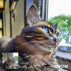 猫友さんバンザイ/親ばかあつまれ/AIで加工したケロちゃん 昨年3月に投稿したAIアプリでケロを加工…(4枚目)