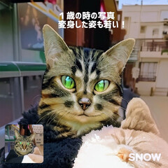 猫友さんバンザイ/親ばかあつまれ/AIで加工したケロちゃん 昨年3月に投稿したAIアプリでケロを加工…(1枚目)