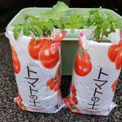 家庭菜園/DAISO トマトの土にそのまま植え付け😊(1枚目)
