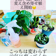 多肉植物の寄せ植え/良い天気/2022年7月/ナチュラル/多肉植物 天気も良い為に、久しぶりに我が家のこっち…