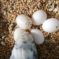 セキセイインコ ルナ♀は5個の無精卵を抱卵頑張ってます😁💧(2枚目)