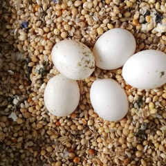 セキセイインコ ルナ♀は5個の無精卵を抱卵頑張ってます😁💧(1枚目)