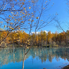 紅葉/秋/青い池 おはようございます♪
秋の青い池も絶景で…(1枚目)