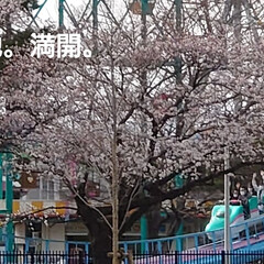 「今、宇都宮は桜が満開で、きれいにさいてい…」(2枚目)