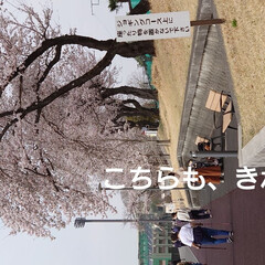 「今、宇都宮は桜が満開で、きれいにさいてい…」(4枚目)