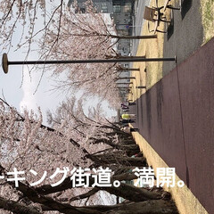 「今、宇都宮は桜が満開で、きれいにさいてい…」(3枚目)