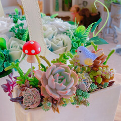 DIY女子/植物のある生活/植物生活/植物のある暮らし/お花と生活/お花のある暮らし/... お気に入りの植物たち🪴(1枚目)