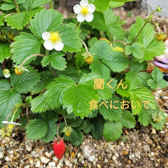 🏵️春を告げる花々🌼 散歩道と庭の植物。

蘭くんが、庭に、た…(7枚目)