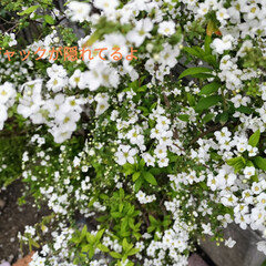 🏵️春を告げる花々🌼 散歩道と庭の植物。

蘭くんが、庭に、た…(2枚目)