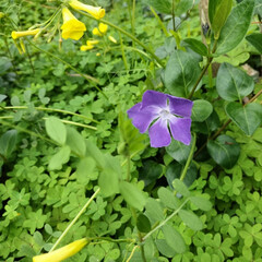 🏵️春を告げる花々🌼 散歩道と庭の植物。

蘭くんが、庭に、た…(3枚目)