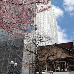 「札幌桜🌸  やっと咲き始めました

狸小…」(1枚目)
