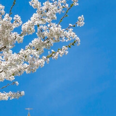 「百合が原公園

桜の中をHAC機が飛んで…」(1枚目)