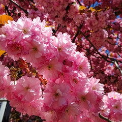 「最後かな？  桜🌸

今年はいっぱい咲い…」(1枚目)