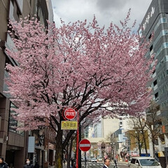 「札幌桜🌸  やっと咲き始めました

狸小…」(2枚目)