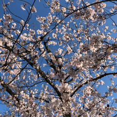 花見/青空/感謝/身体は、元気だよ 眼科の帰りに須原公園に花見に まだ咲いて…(3枚目)