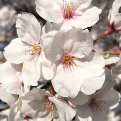 花見/青空/感謝/身体は、元気だよ 眼科の帰りに須原公園に花見に まだ咲いて…(4枚目)