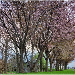 春満開/桜 やっと桜満開🌸
　いつも帰り道に通る桜の…(2枚目)
