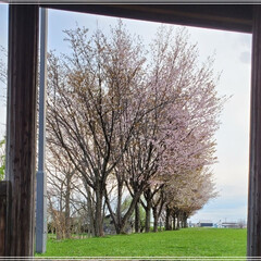 春満開/桜 やっと桜満開🌸
　いつも帰り道に通る桜の…(1枚目)