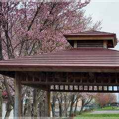 春満開/桜 やっと桜満開🌸
　いつも帰り道に通る桜の…(3枚目)