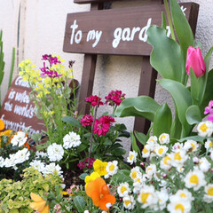 花壇DIY/寄せ植え/お花のある暮らし/玄関/チューリップ/ガーデンウィール/... 数年前にDIYしたレンガの花壇。
年に数…(4枚目)
