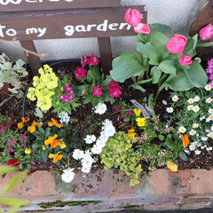 花壇DIY/寄せ植え/お花のある暮らし/玄関/チューリップ/ガーデンウィール/... 数年前にDIYしたレンガの花壇。
年に数…(1枚目)