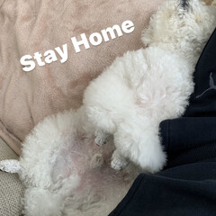 「 Stay Home 🏠﻿
食べて寝る💤…」(1枚目)