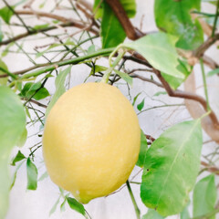 実のなる木/レモン 駐車場に植えてるレモンの木

今年は4つ…(1枚目)