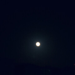 満月？ ふと、外を見たら 月が綺麗だなぁと思いパ…(1枚目)
