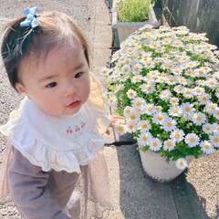 春の花/ガーデニング ノースポールの白い花(*´꒳`*)♡
プ…(2枚目)
