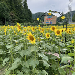 2024.09.28/お天気は曇り空☁️/週末のお出かけ 遅咲きですか？遅まきですかねぇ
週末曇り…(5枚目)