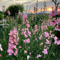 娘宅裏の畑にて/夕暮れ風景 ピンクなお花たくさん(*ﾟ▽ﾟ*)♪
か…(1枚目)