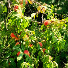 桃狩りしました⤴︎⤴︎😆🙌/会社の庭の果実 暑い日が続きましたね〜💦
🍑果実は色づき…(5枚目)