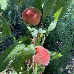 桃狩りしました⤴︎⤴︎😆🙌/会社の庭の果実 暑い日が続きましたね〜💦
🍑果実は色づき…(4枚目)