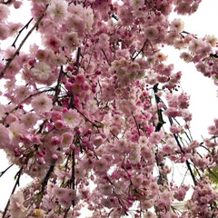 しだれ桜❤︎/春のフォト投稿キャンペーン/春/風景/おでかけワンショット ＊4月14日の春だより(*´꒳`*)＊
…(1枚目)